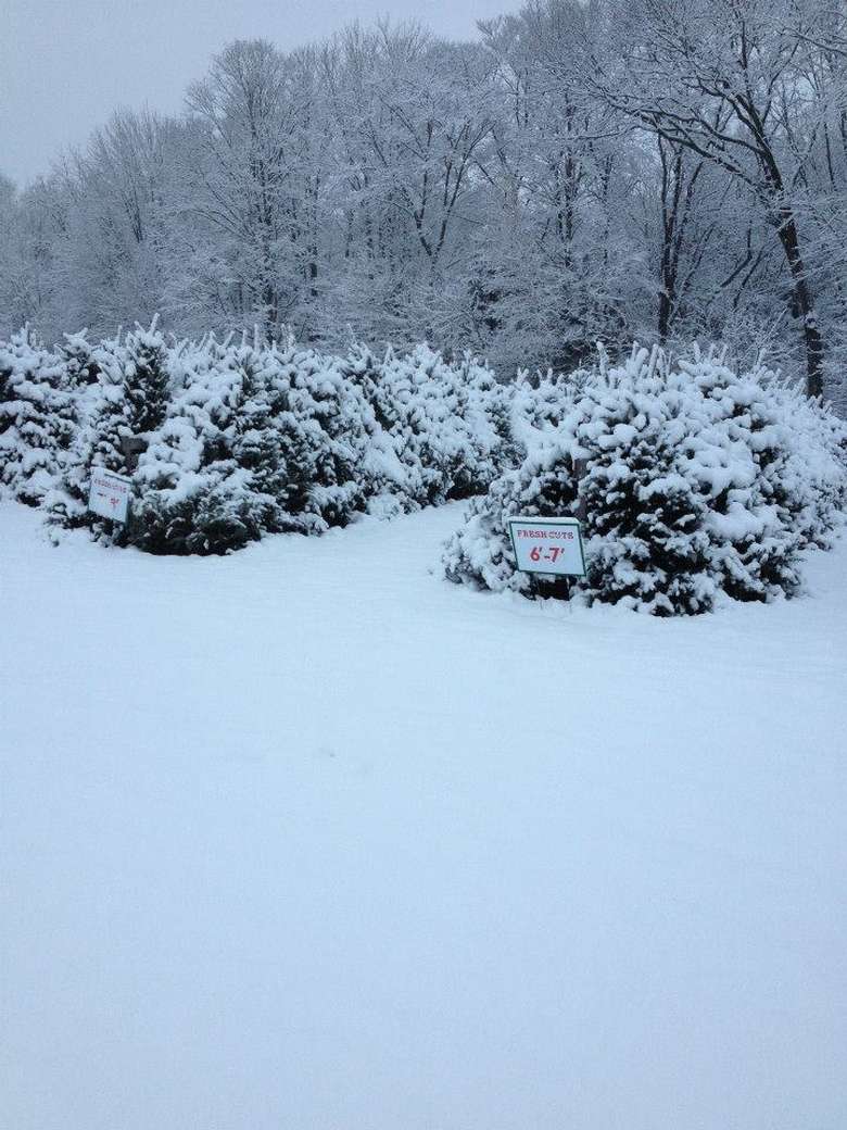 pre-cut christmas trees covered in snow