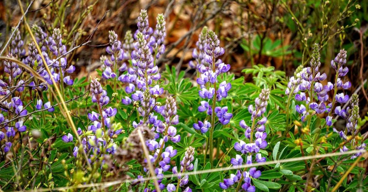 lupines