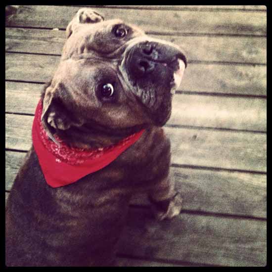 dog with red bandana