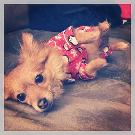 dog on a couch