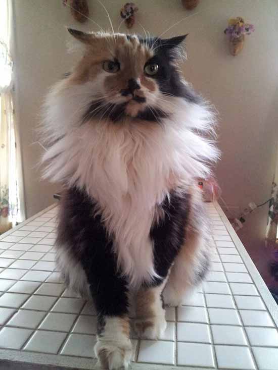 a cat with long hair