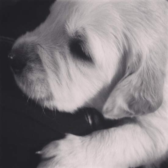 close up of sleeping dog
