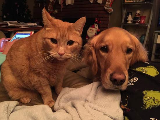 a dog and cat