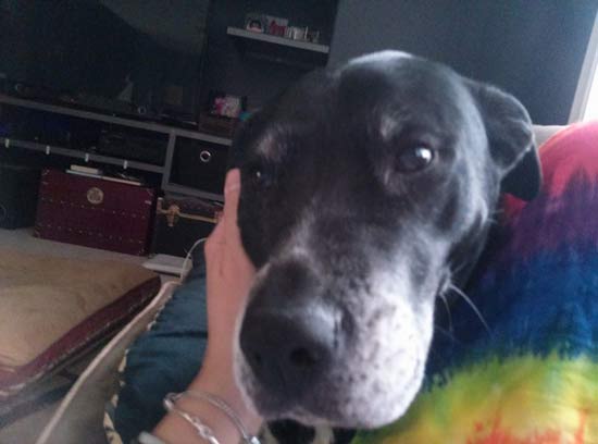 hand holding dog
