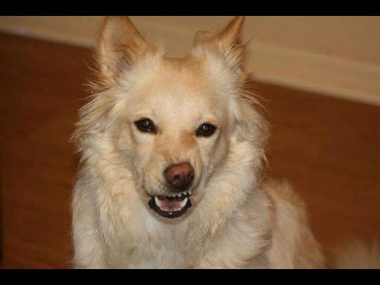 dog making a snarl