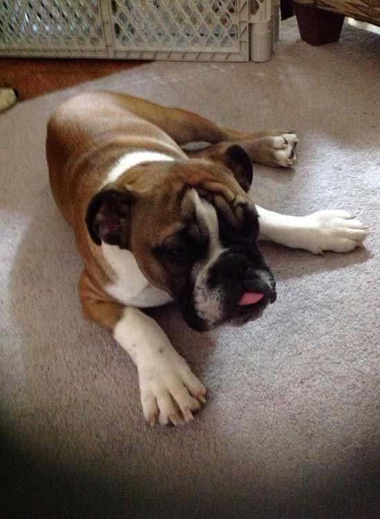 a bulldog on a carpet