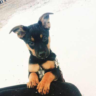 small dog