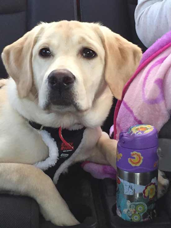 dog near a bottle